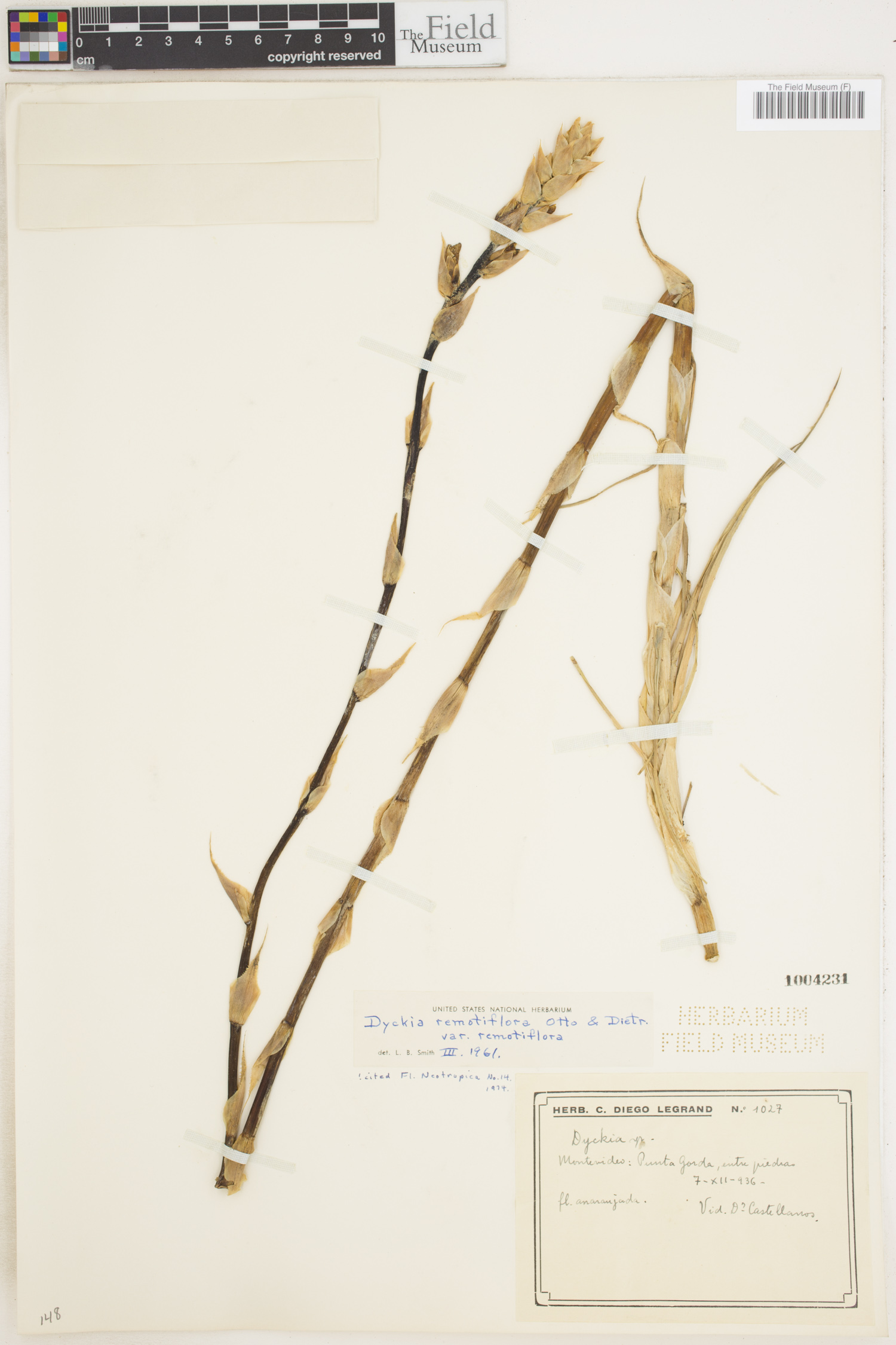 Dyckia remotiflora var. remotiflora image