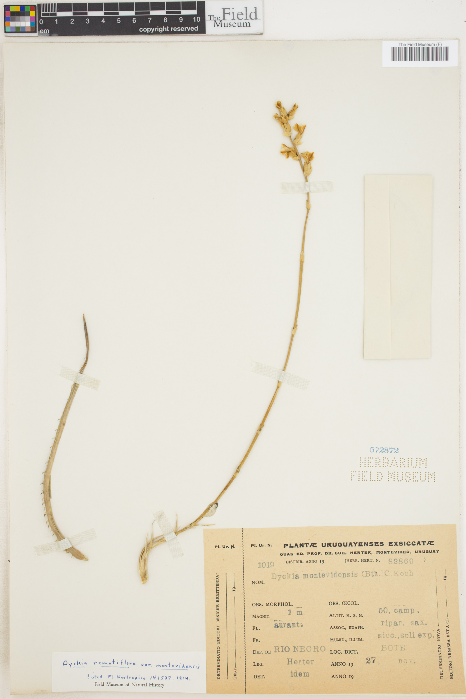 Dyckia remotiflora var. montevidensis image