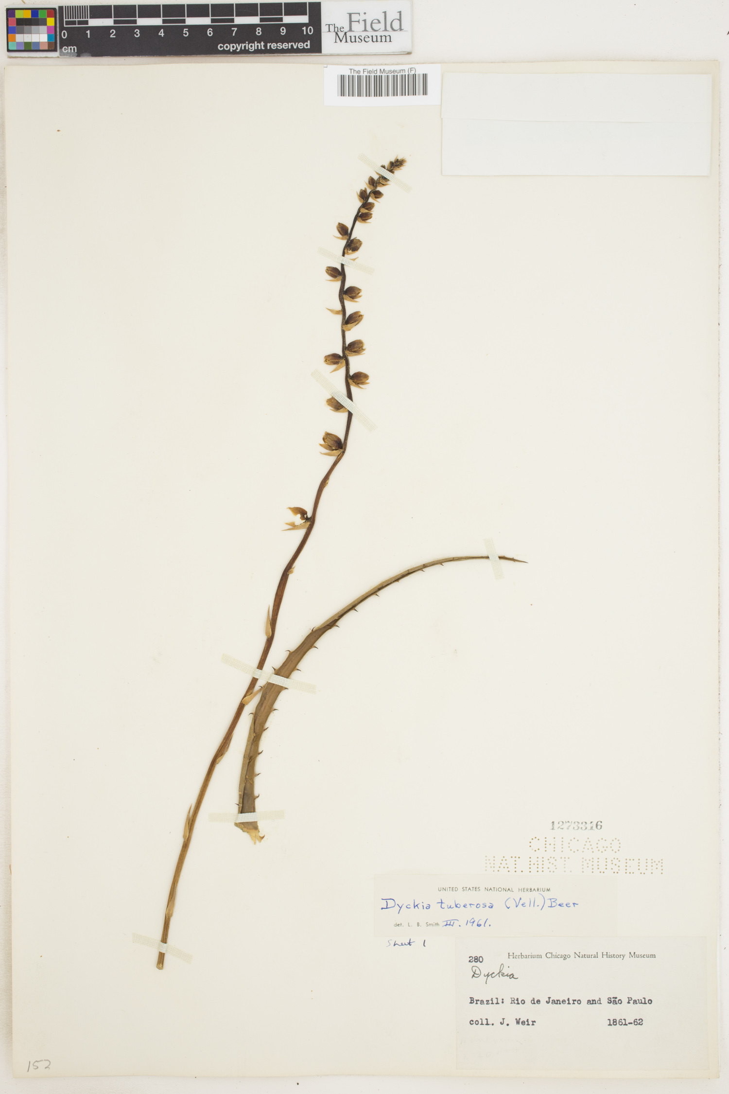 Dyckia tuberosa image