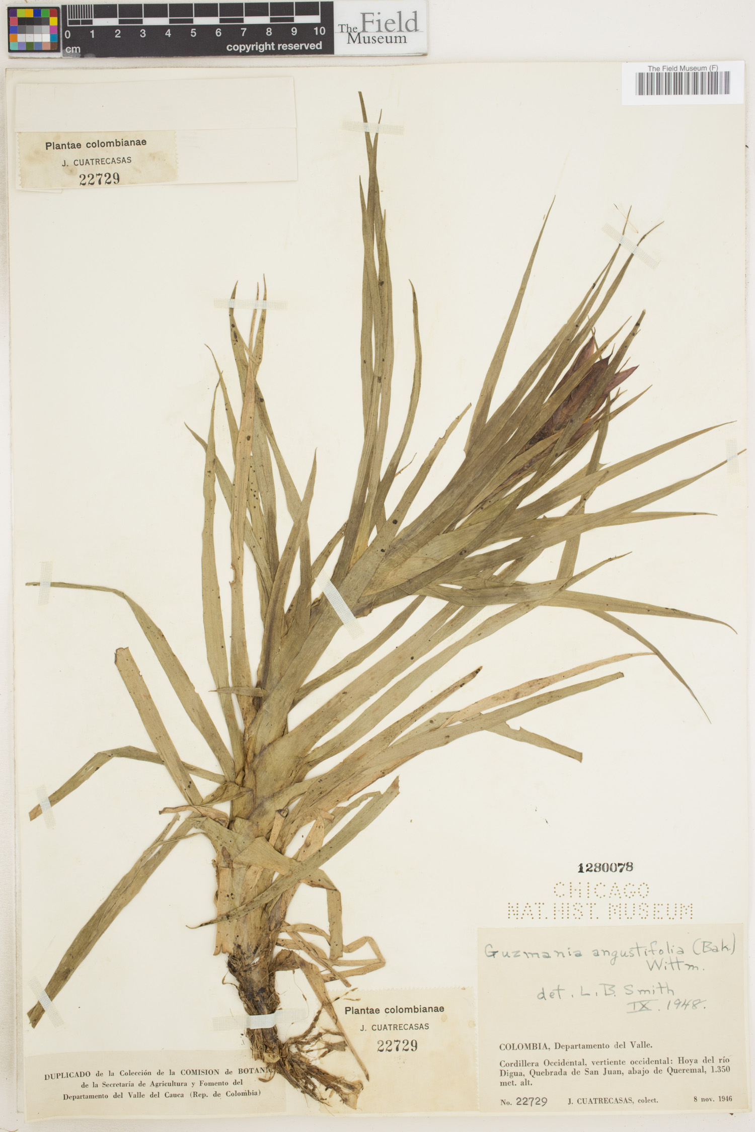 Guzmania angustifolia image