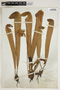 Sarracenia minor image