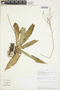 Fosterella penduliflora image
