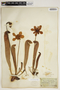 Sarracenia minor image