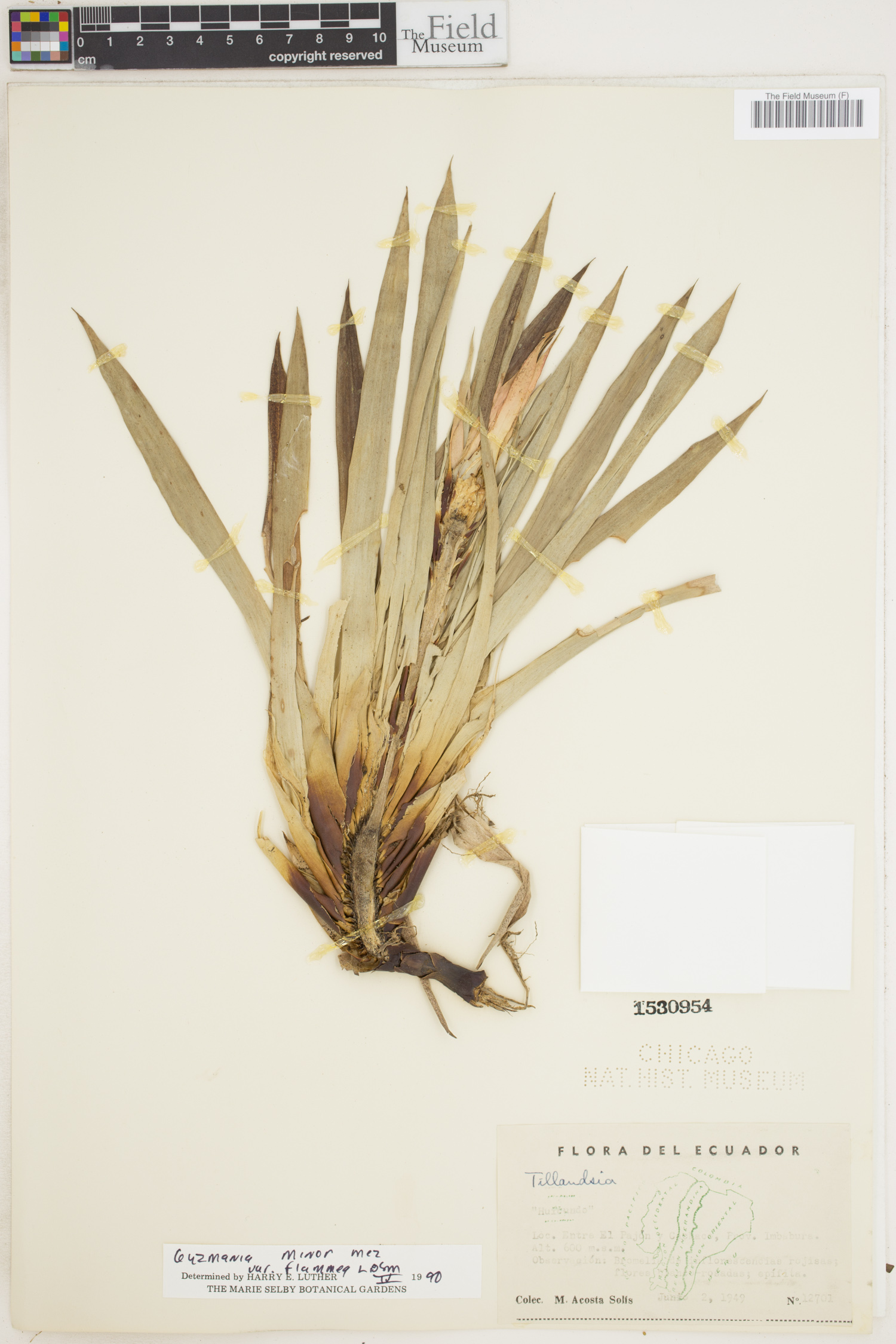 Guzmania lingulata var. flammea image
