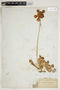 Sarracenia psittacina image