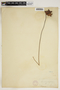 Sarracenia psittacina image