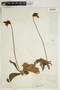Sarracenia psittacina image