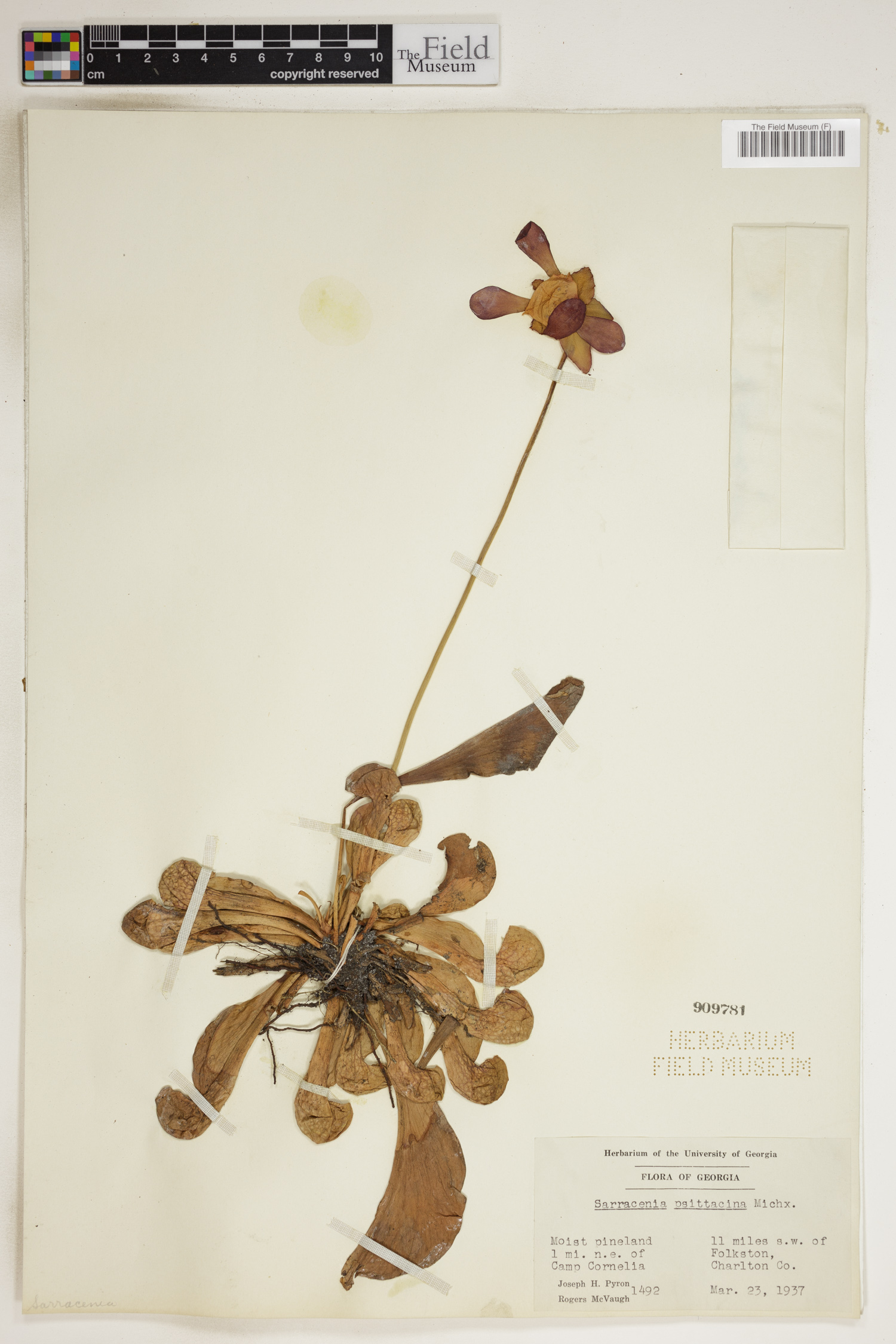 Sarracenia psittacina image