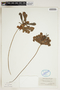 Sarracenia psittacina image