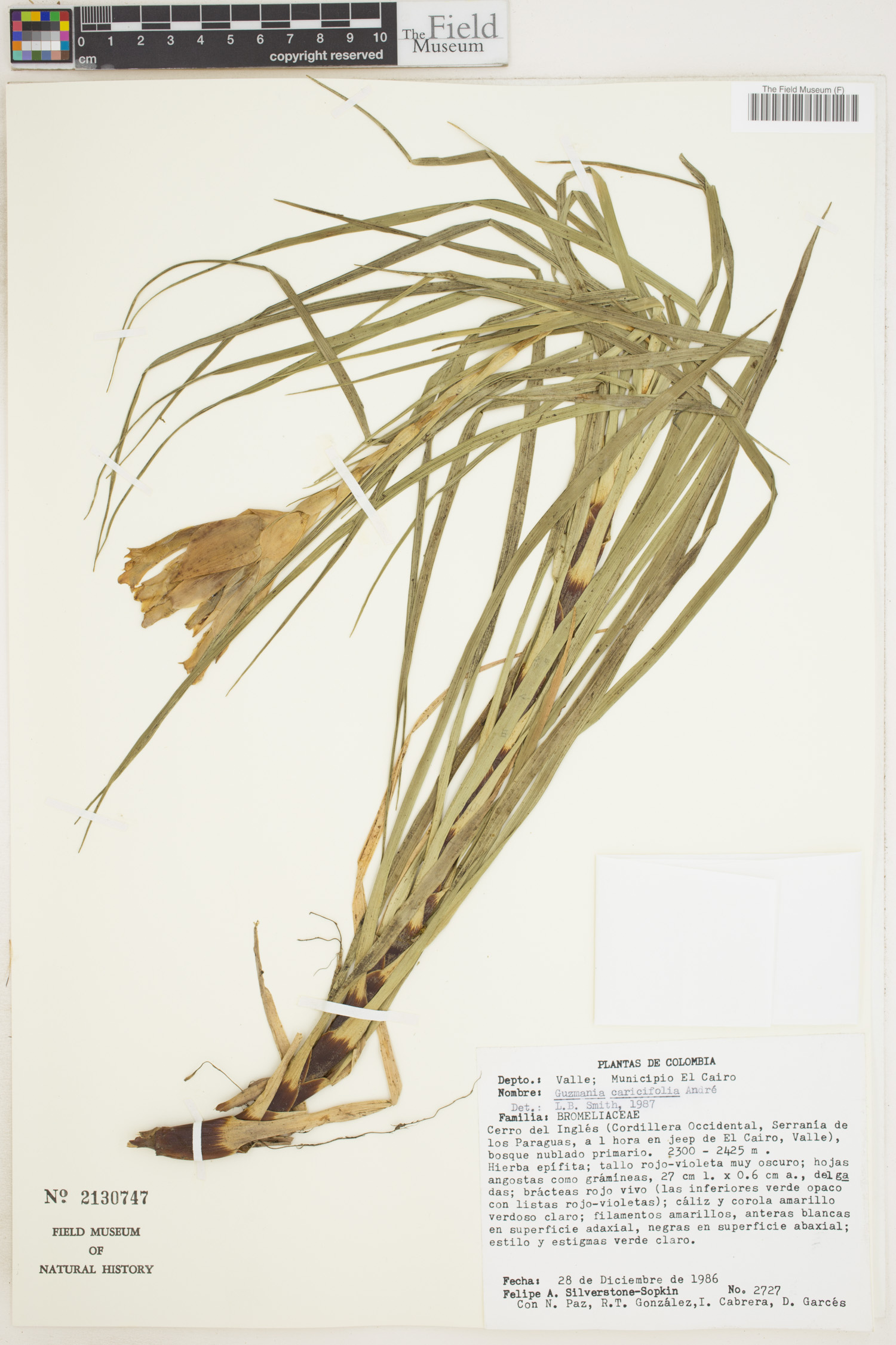 Guzmania caricifolia image