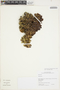 Hesperomeles obtusifolia image