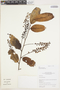Prunus rigida image