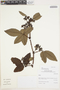 Rubus nubigenus image