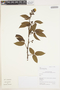 Rubus nubigenus image