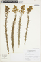 Calceolaria barbata image