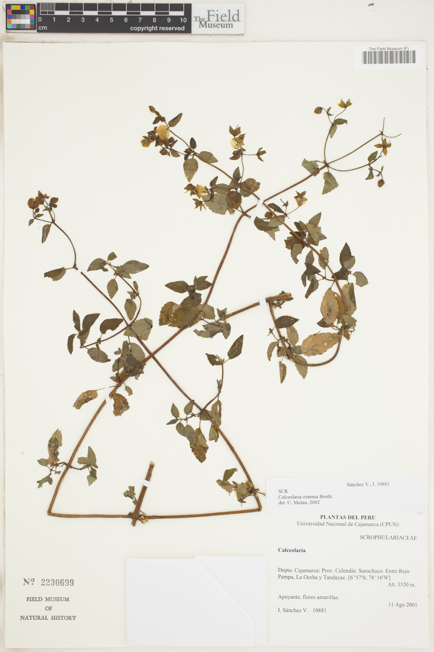Calceolaria extensa image