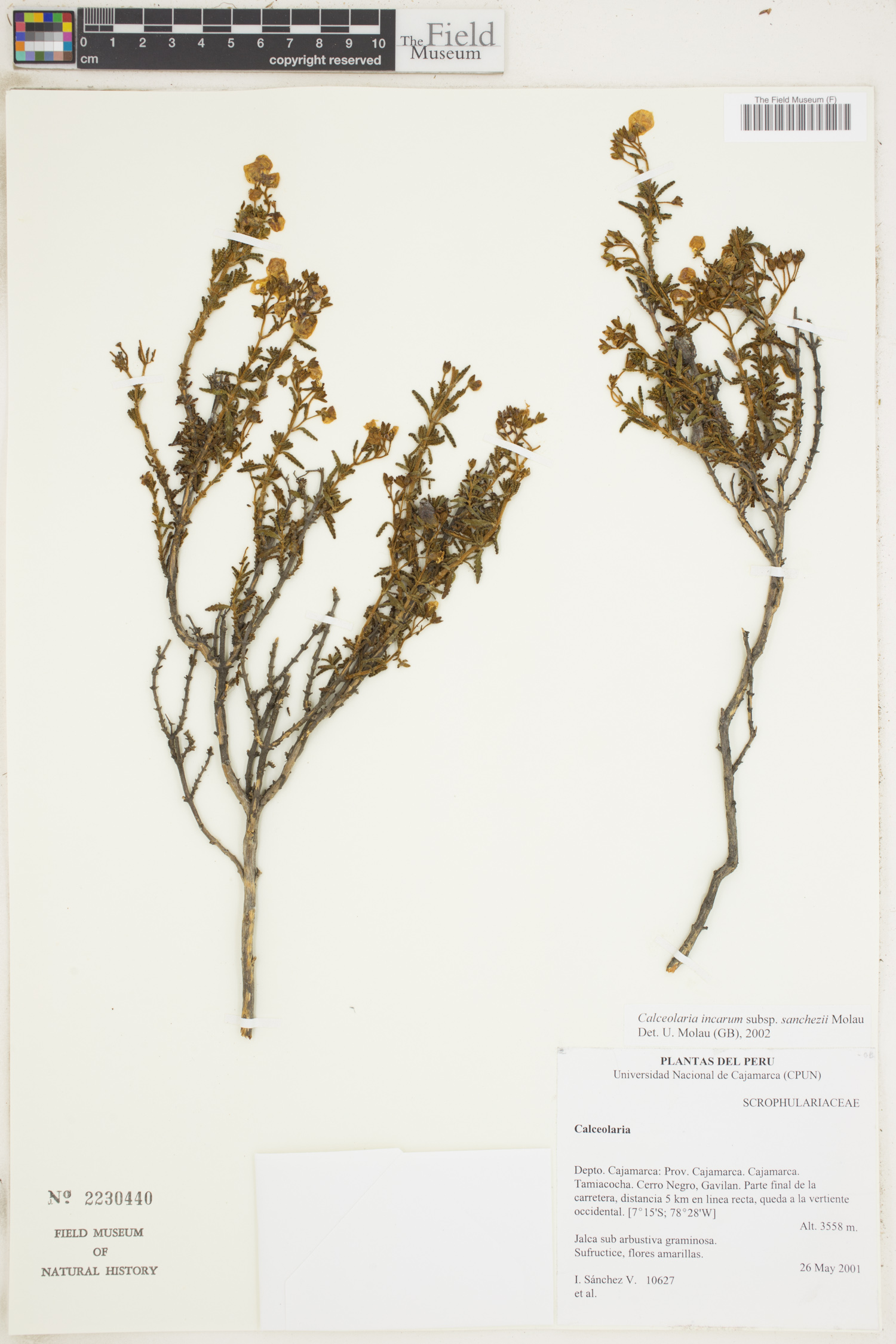 Calceolaria incarum image