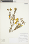 Calceolaria melissifolia image