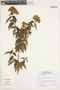 Calceolaria nivalis image