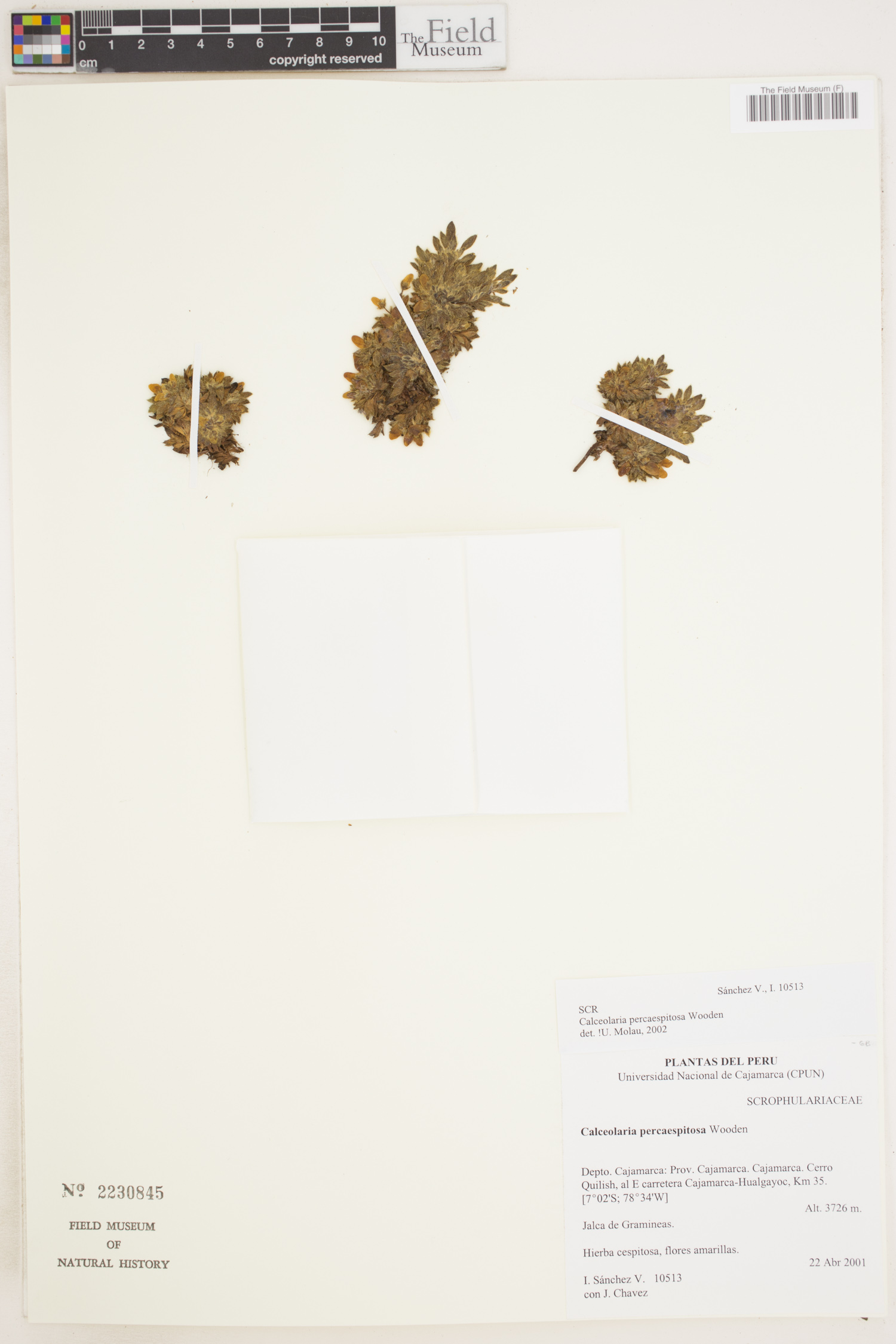 Calceolaria percaespitosa image