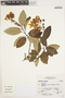 Calceolaria tetragona image
