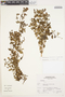 Calceolaria virgata image