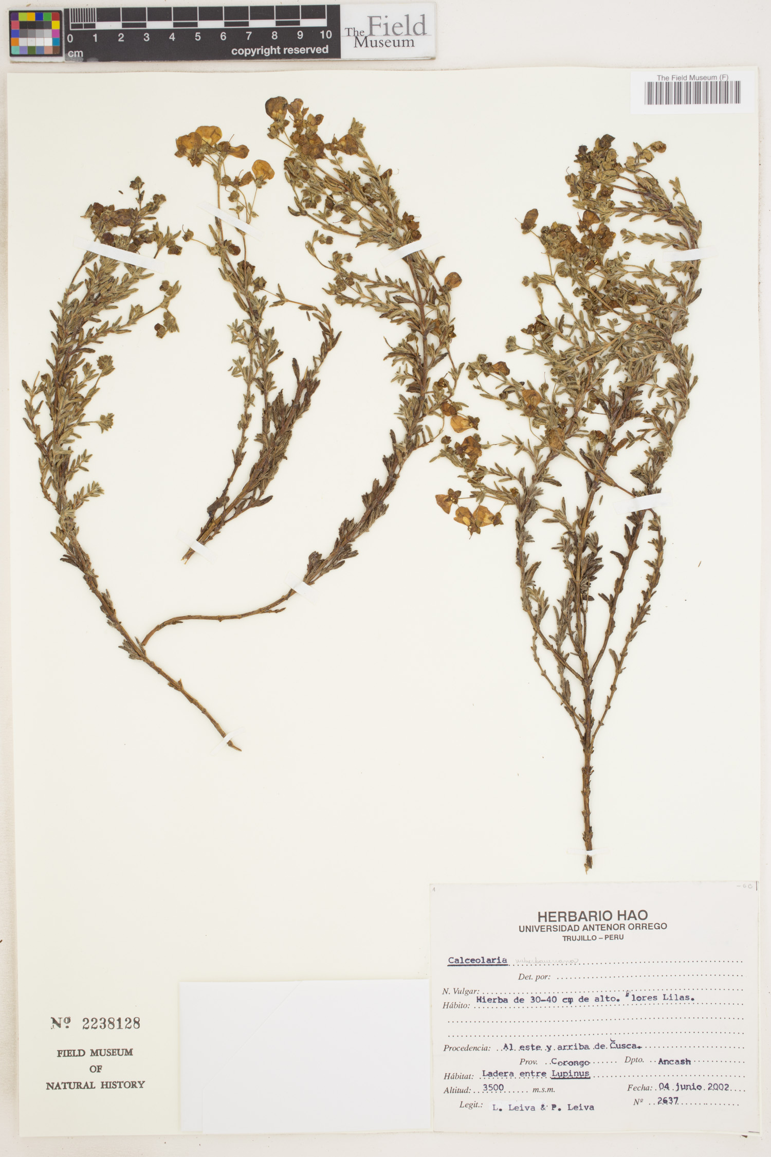 Calceolaria weberbaueriana image