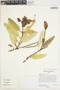 Colicodendron scabridum image