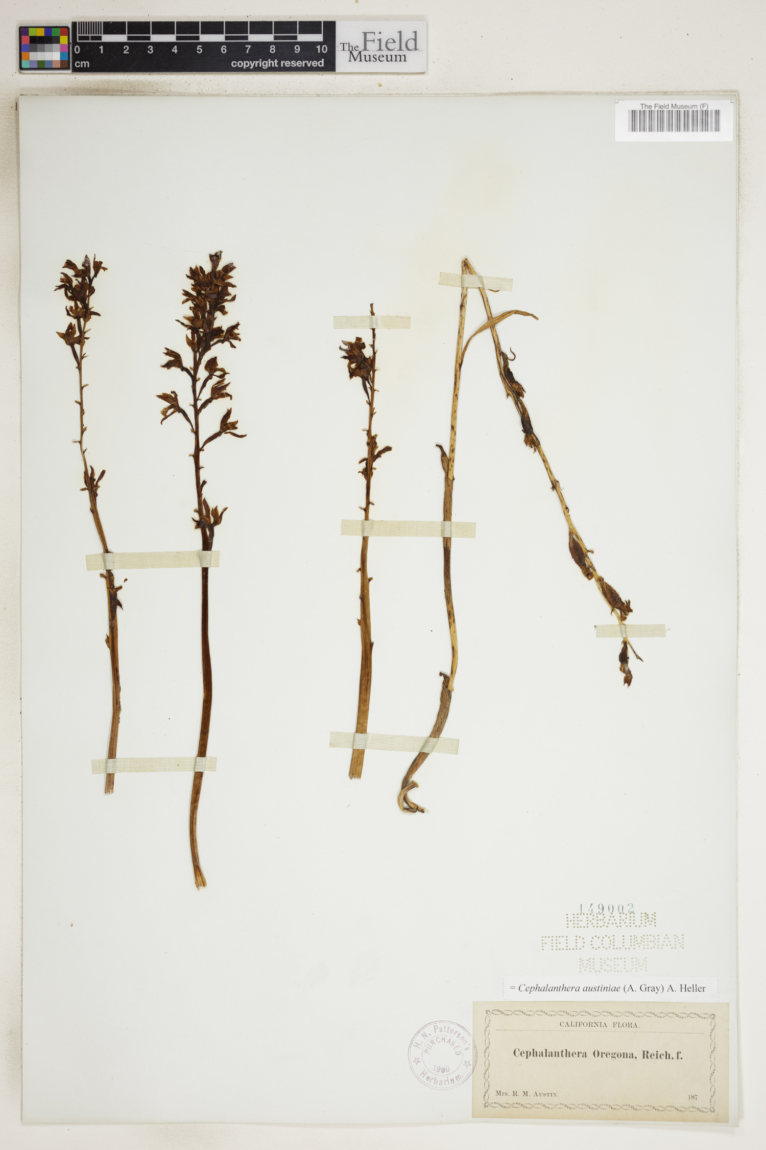 Cephalanthera austiniae image