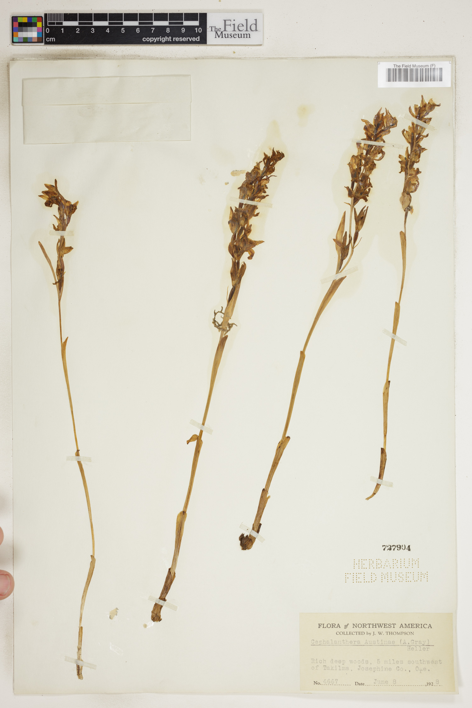 Cephalanthera austiniae image
