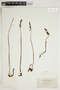 Corallorhiza mertensiana image