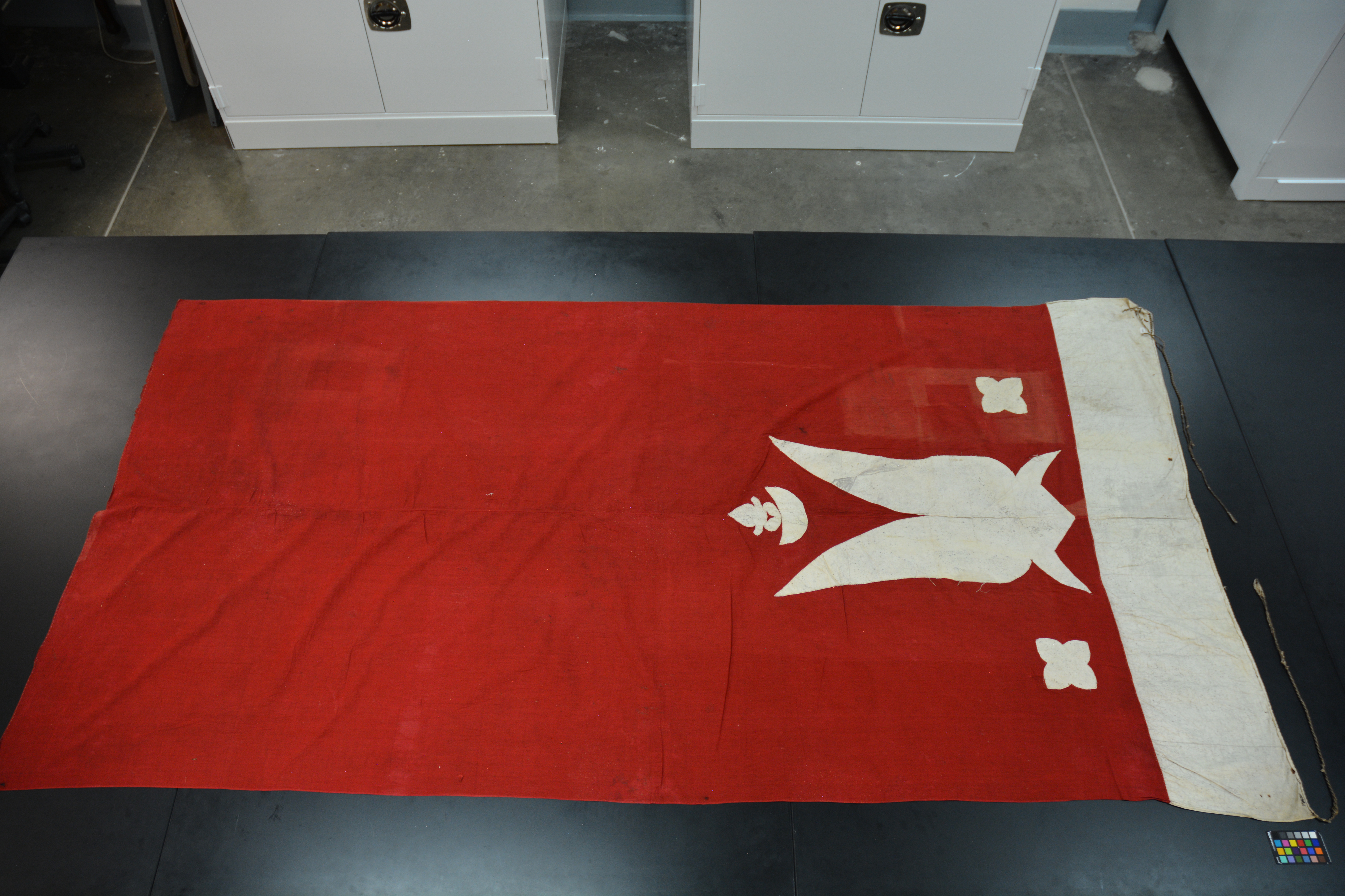 Top view (c) Field Museum of Natural History - CC BY-NC 4.0