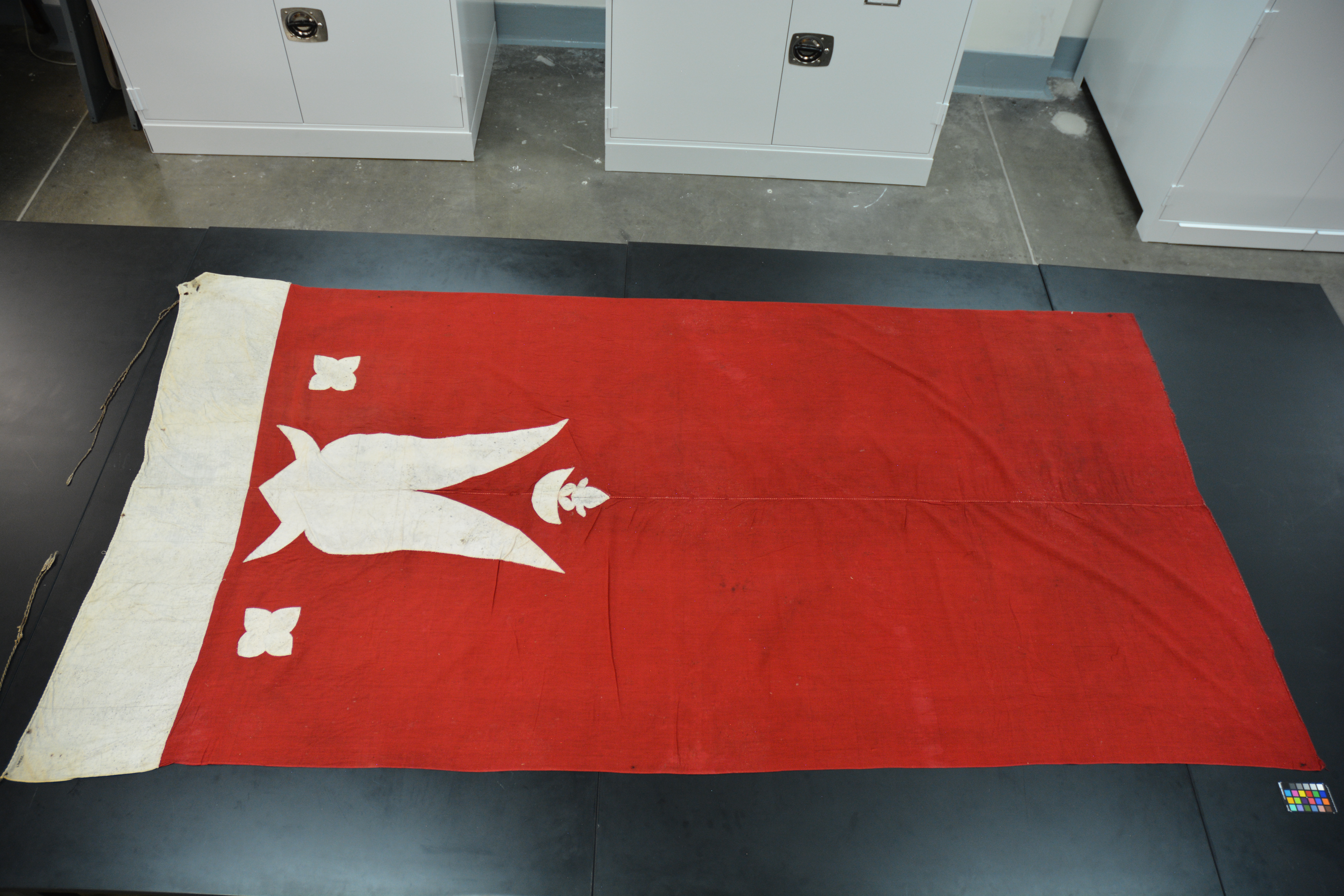 Top reverse view (c) Field Museum of Natural History - CC BY-NC 4.0