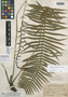 Plagiogyria latifolia image