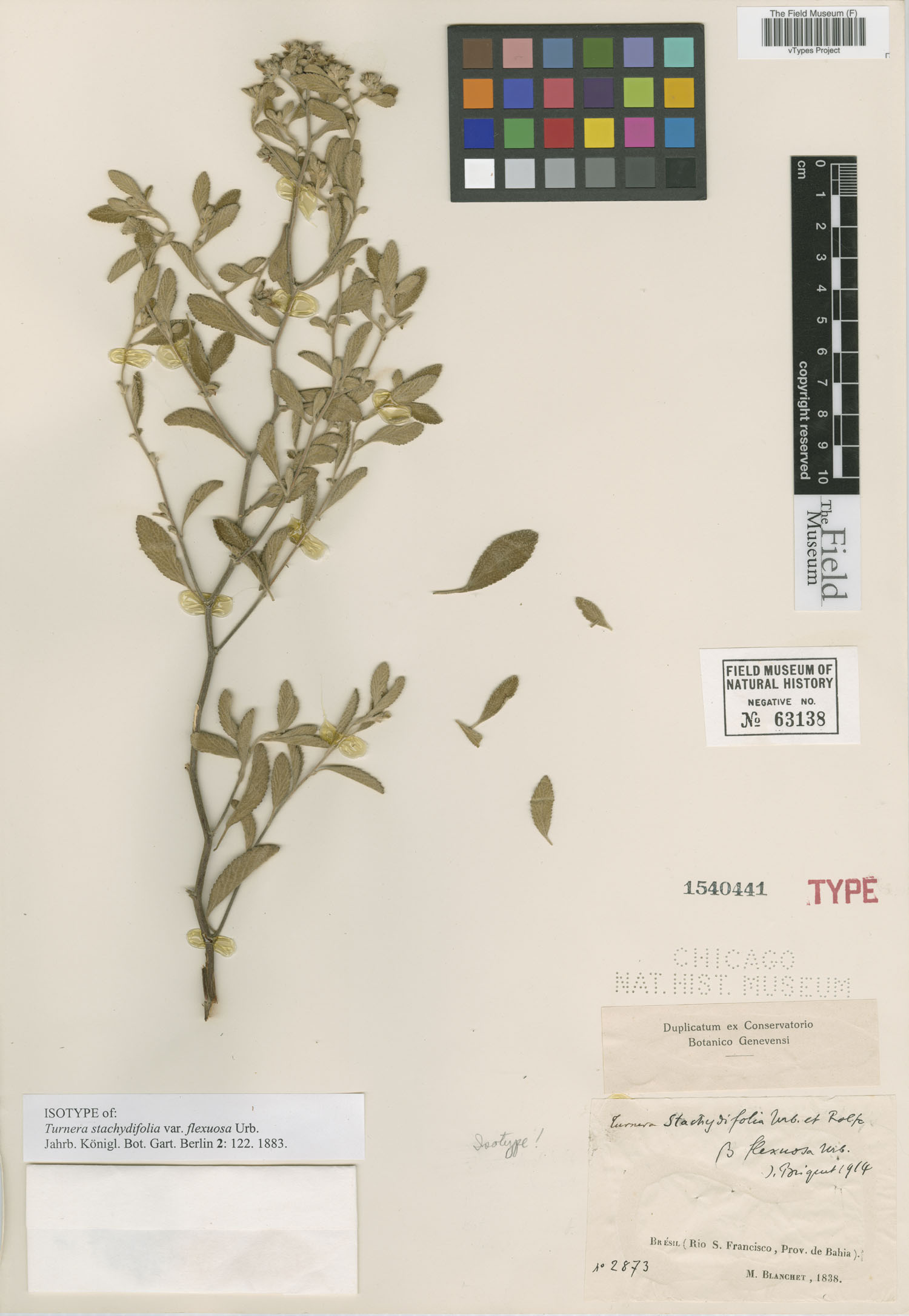 Turnera stachydifolia image