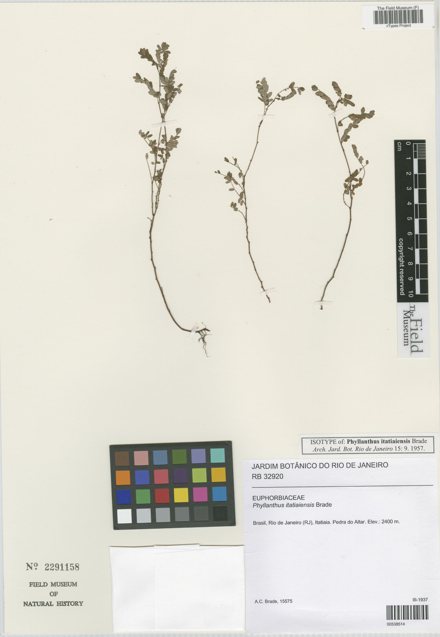Phyllanthus itatiaiensis image