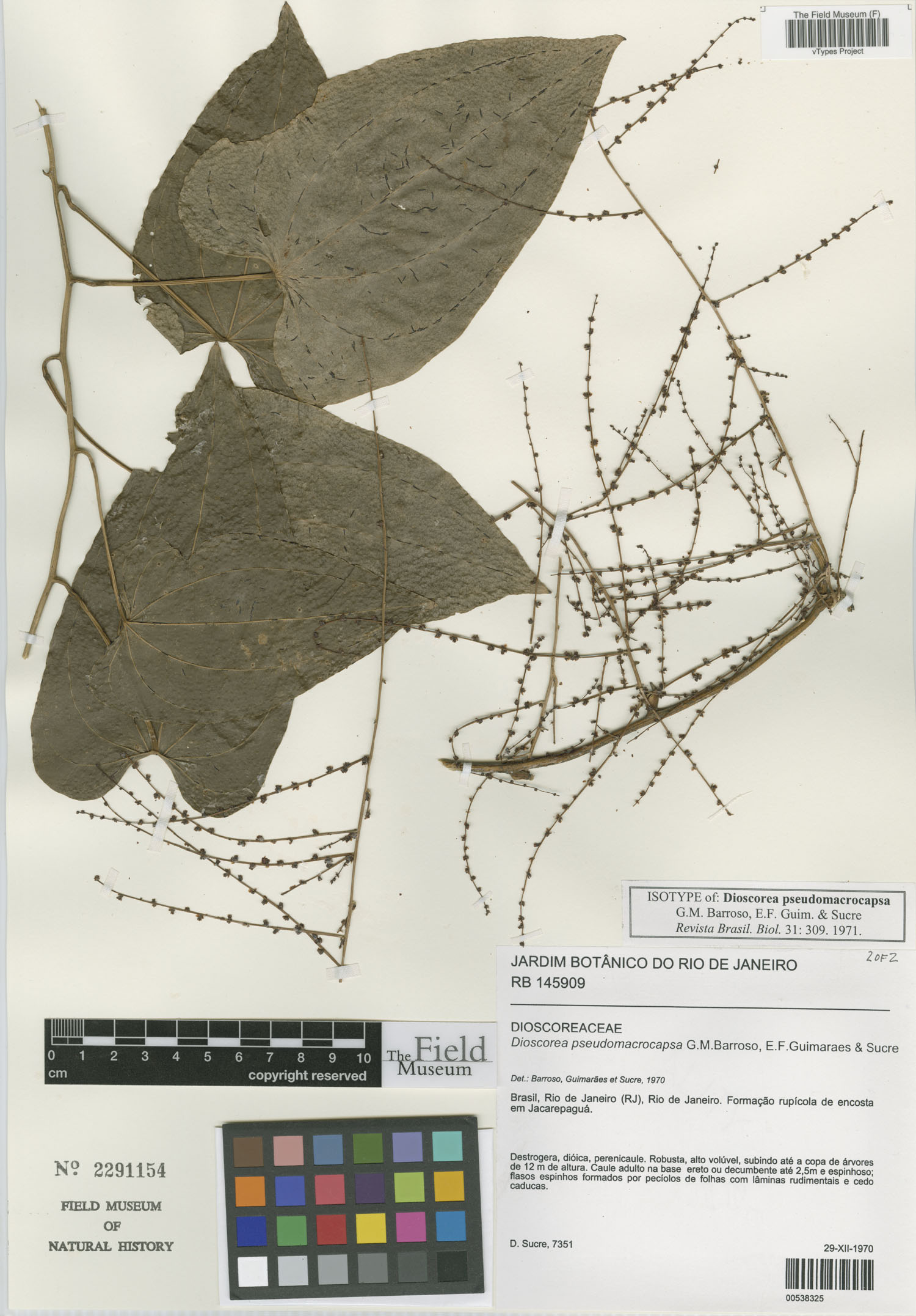 Dioscorea pseudomacrocapsa image