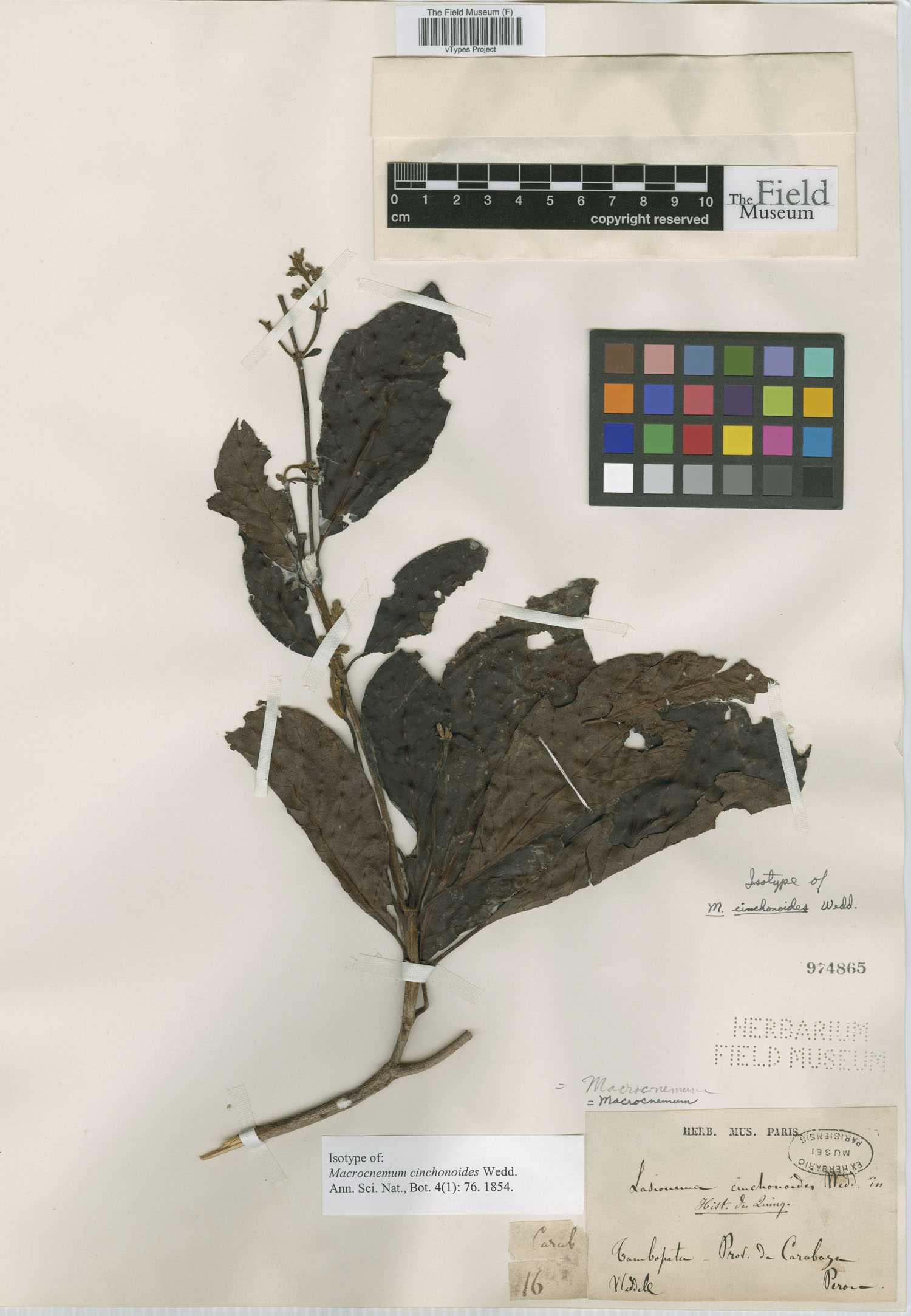 Macrocnemum cinchonoides image
