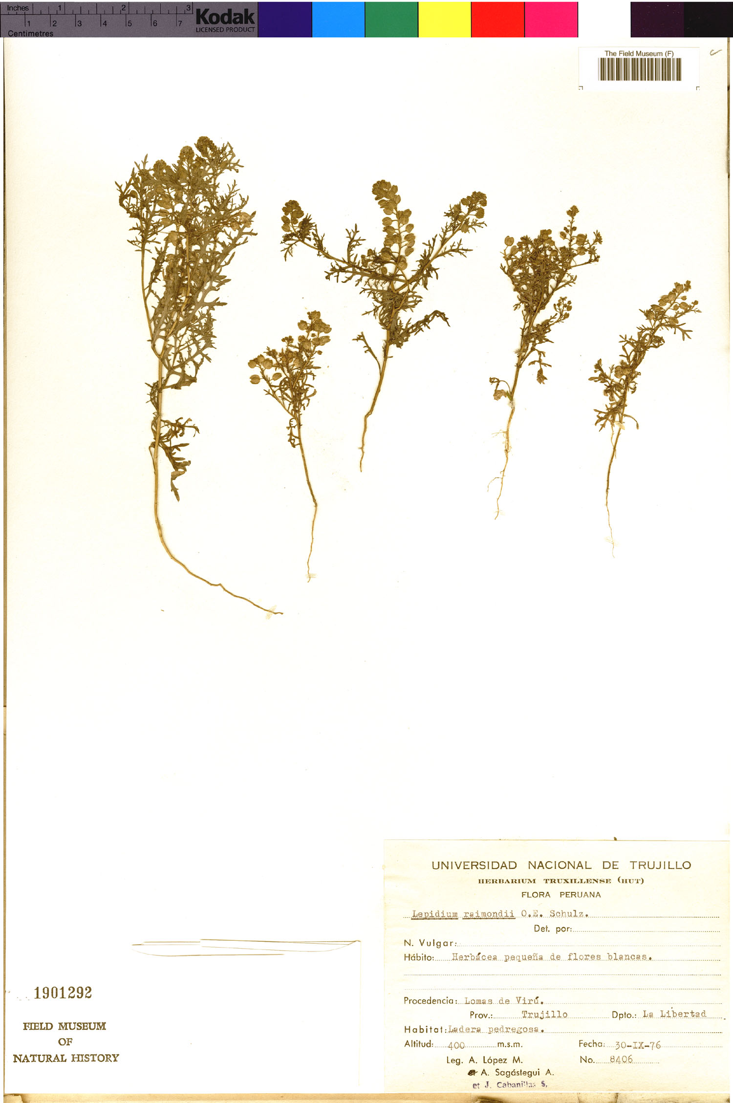 Lepidium raimondii image