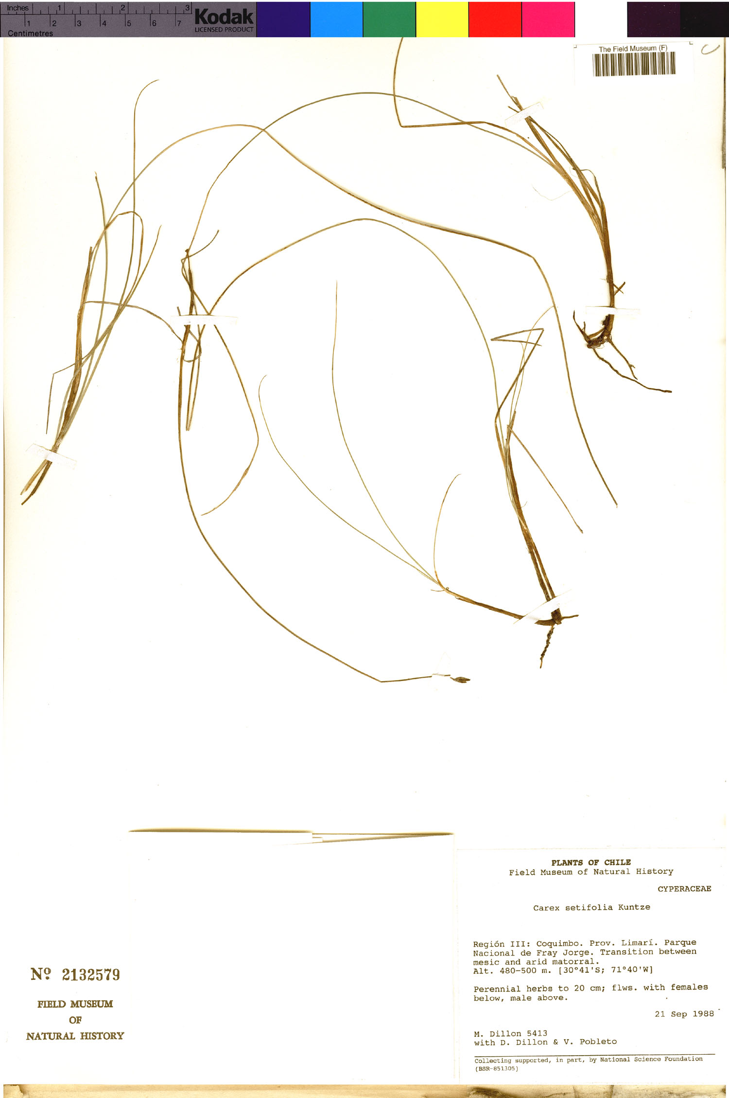 Carex setifolia image