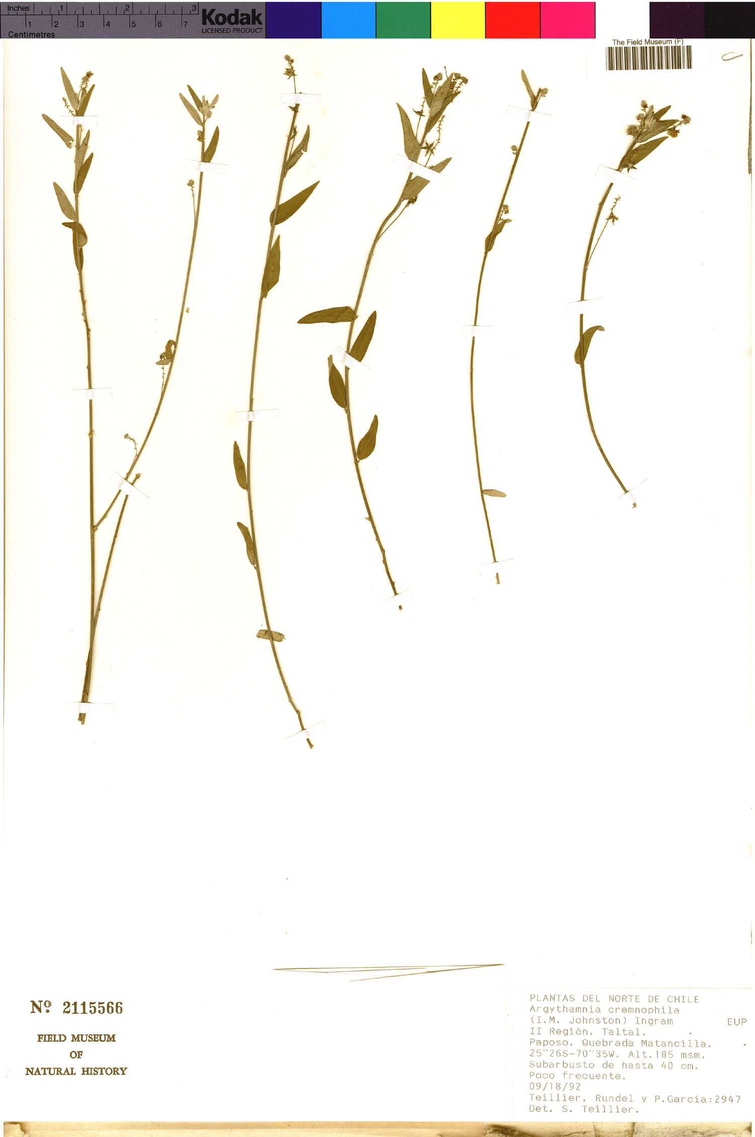 Argythamnia cremnophila image
