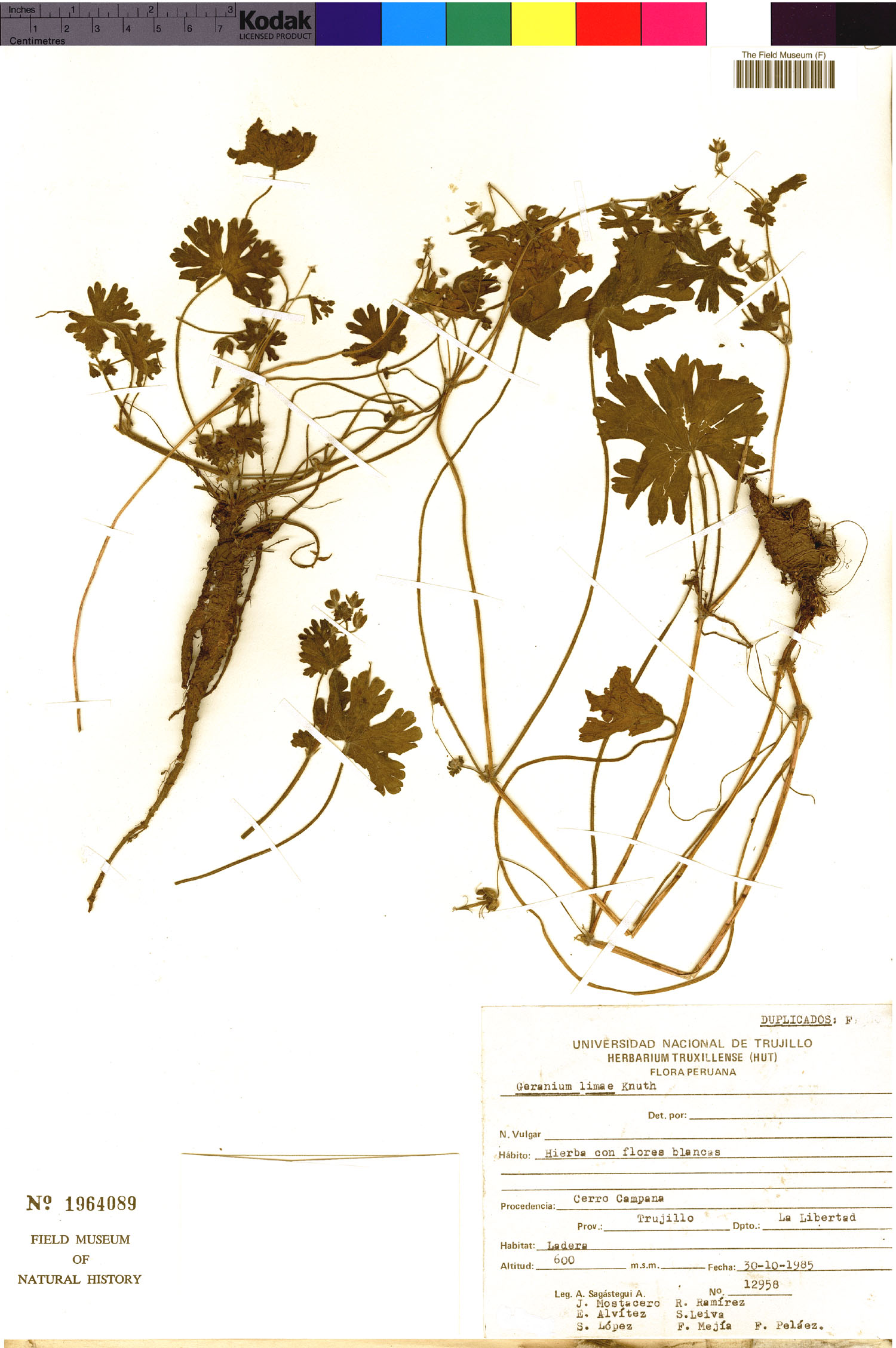 Geranium limae image