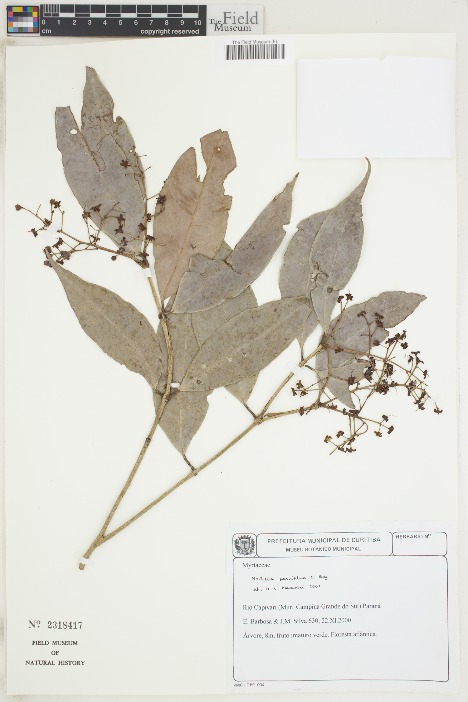Marlierea parviflora image