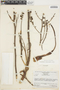 Lindmania geniculata image