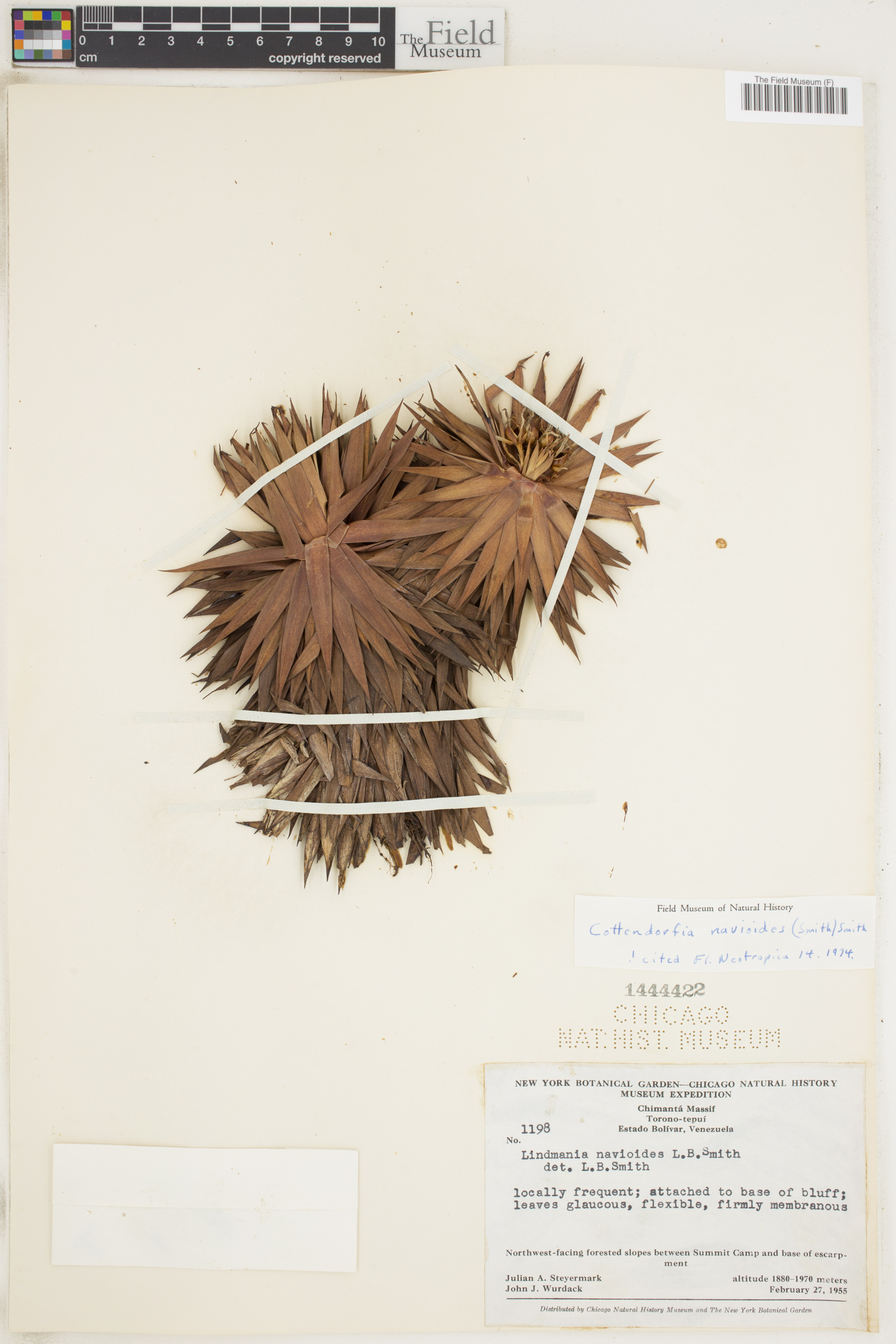 Lindmania navioides image