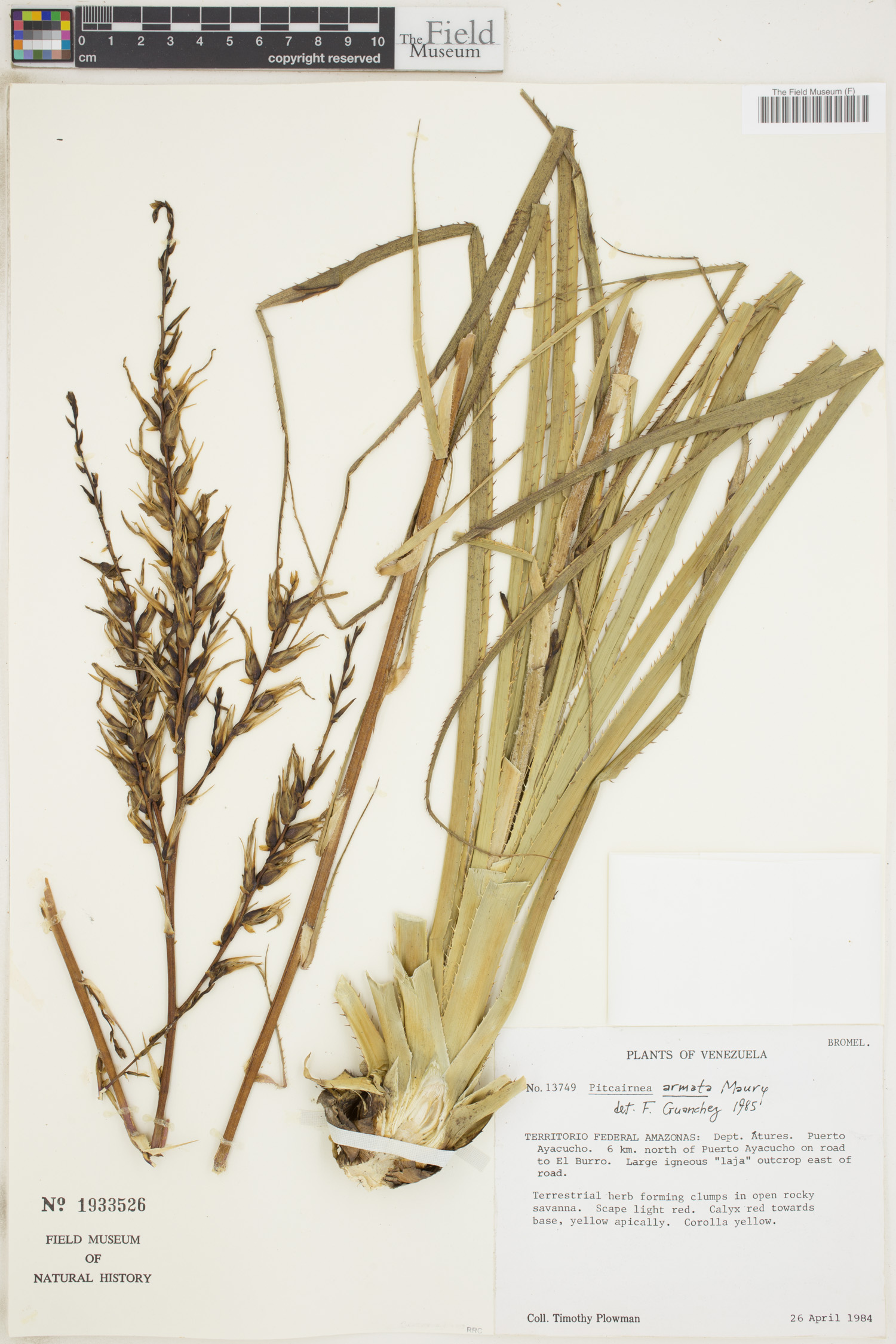 Pitcairnia armata image