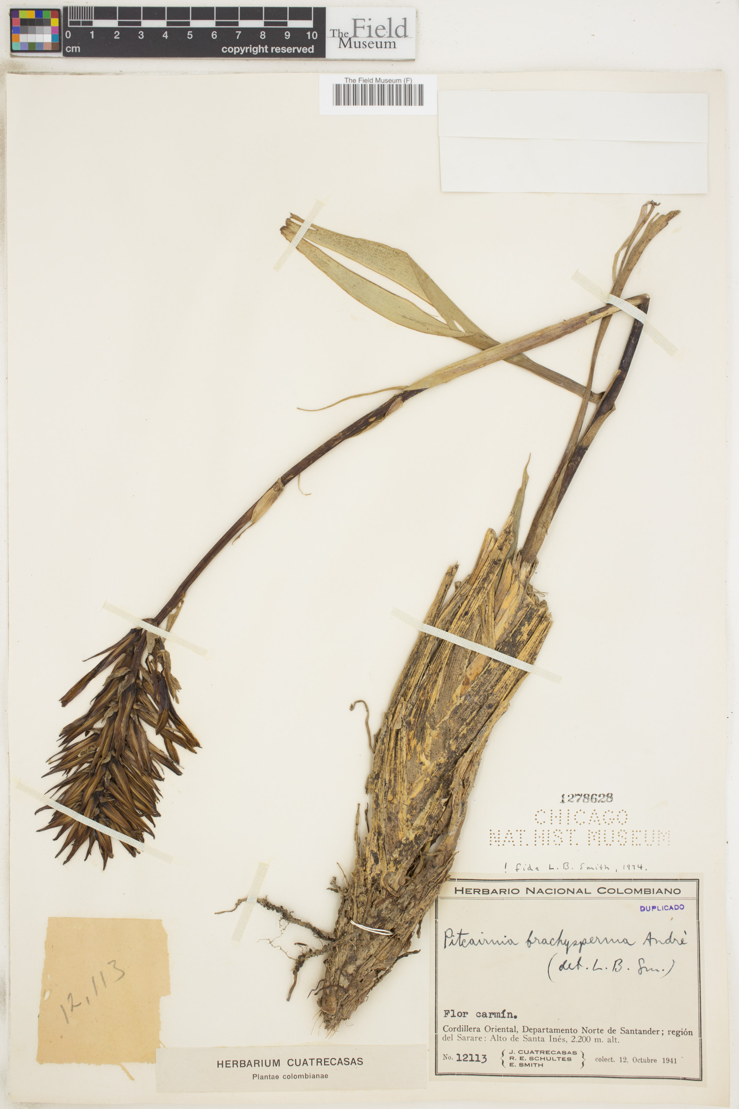 Pitcairnia brachysperma image