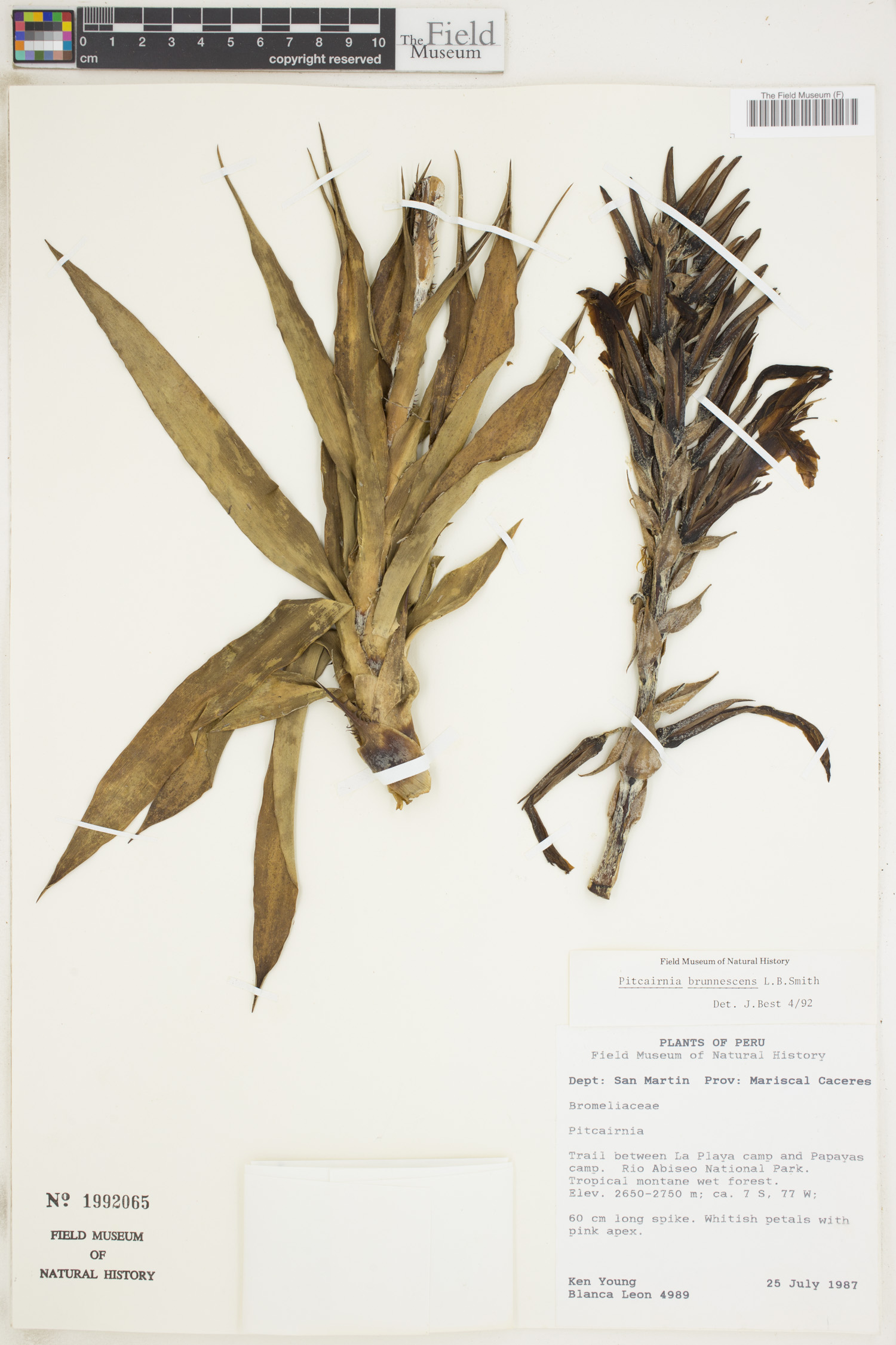 Pitcairnia brunnescens image