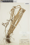 Pitcairnia caricifolia image
