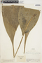 Pitcairnia dolichopetala image